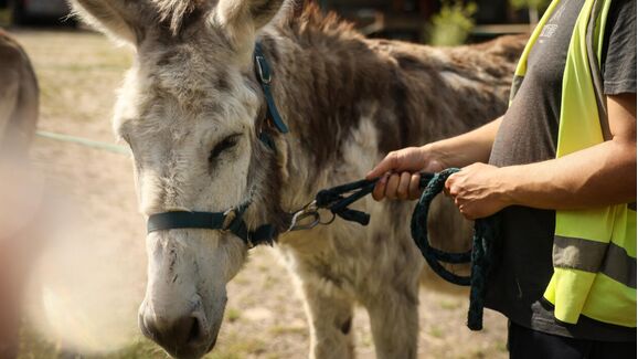 Terapia assistida com burros ganha espaço num hospital francês dedicado à saúde mental