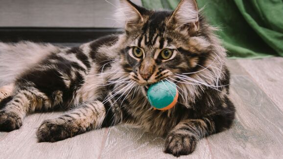 Ratos, brinquedos e outras ofertas. Descubra porque é que os gatos costumam dar 