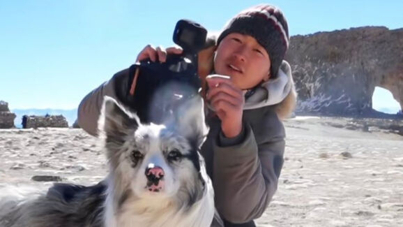 O triste fim de Chutou. Border Collie com 1,5 milhões de seguidores desaparece e reacende debate sobre proteção animal