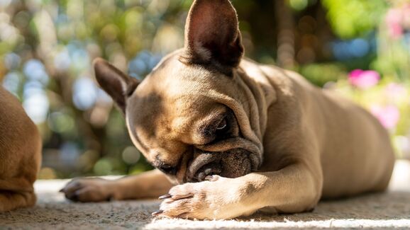 O seu cão lambe muito as patas? Pode ser um sinal de que algo se passa