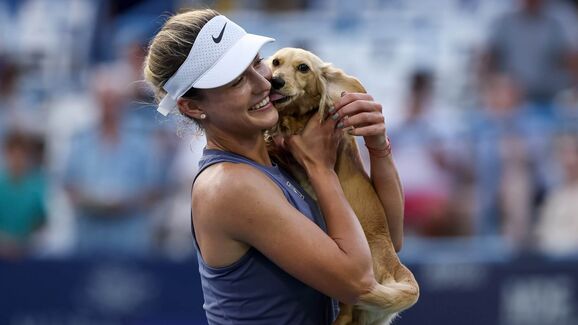 Raquetes, troféus e patinhas. Conheça os cães que estão a fazer furor nos Grand Slams de ténis