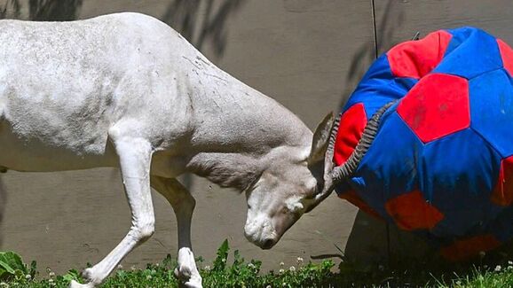 Até os animais do Zoo de Chicago estão entusiasmados com o Mundial! Veja aqui os melhores truques