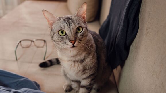 O seu pet ficou sozinho em casa? Esta câmara vai ajudá-lo a acompanhar os seus patudos à distância