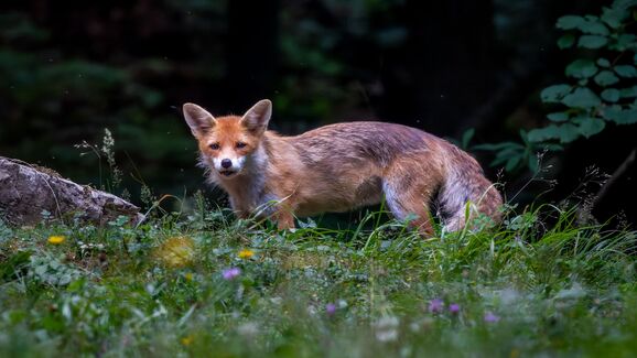 Comércio de animais selvagens está a aumentar o risco de novas doenças, alertam especialistas