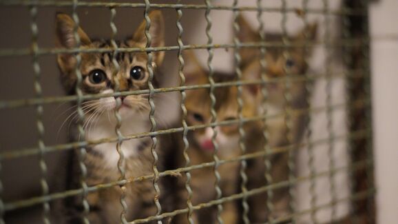 Vietname: polícia desmantela rede de tráfico de gatos e resgata mais de 400 felinos