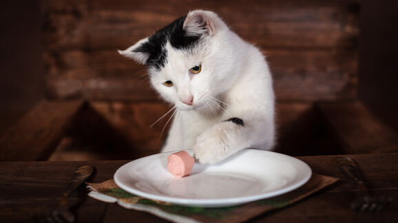 Uma solução para os felinos que não gostam de beber água! Alunos do Politécnico de Coimbra  criam gelatina para hidratar gatos