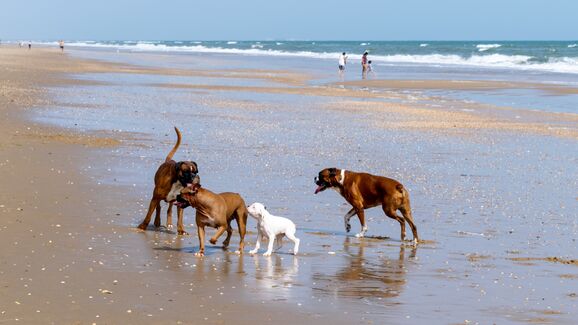 Os seus cães gostam de ir à praia? Conheça 8 praias portuguesas que são pet-friendly