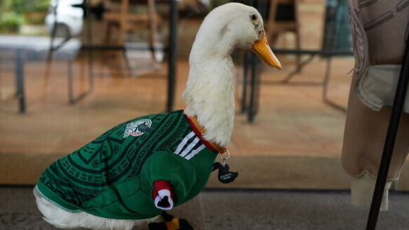 Adorável! Este é o Merlin, a mascote não oficial do México que está a conquistar o mundo