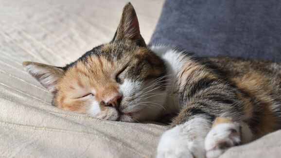 Se o seu felino precisa de uma cama nova, temos uma sugestão para si