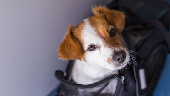 O seu animal também merece férias (e uma transportadora à altura)