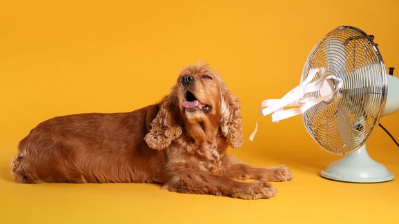 Muito sol lá fora? Prepare um cantinho fresco para o seu cãopanheiro