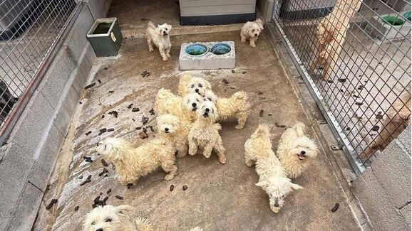 Resgate histórico em Amarante! IRA salva mais de 300 cães de alegada 