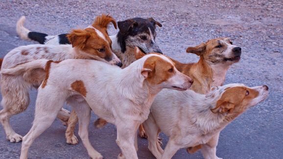 Açores lideram abandono de animais de companhia. Centros de recolha estão sobrelotados