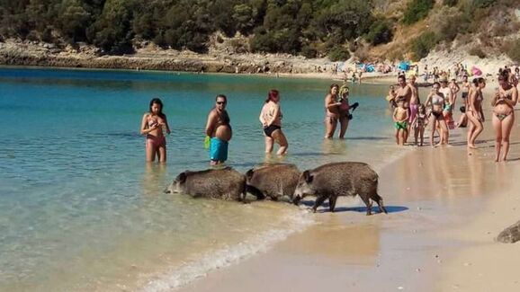 Um regresso inesperado! Javalis voltam a surpreender banhistas nas praias da Arrábida