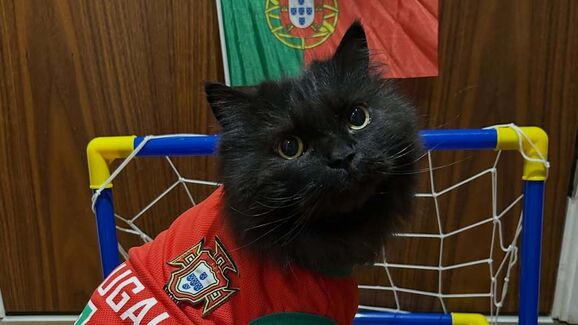Há um gato português a conquistar o Reino Unido. Conheça o Mr. London Meow