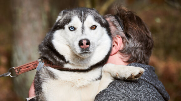 Eutanásia ou morte natural? O impacto emocional nos tutores é praticamente o mesmo, conclui estudo do Dog Aging Project