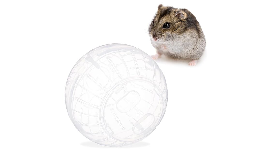 Hamster dentro de uma bola de exercício, um brinquedo para animais de estimação