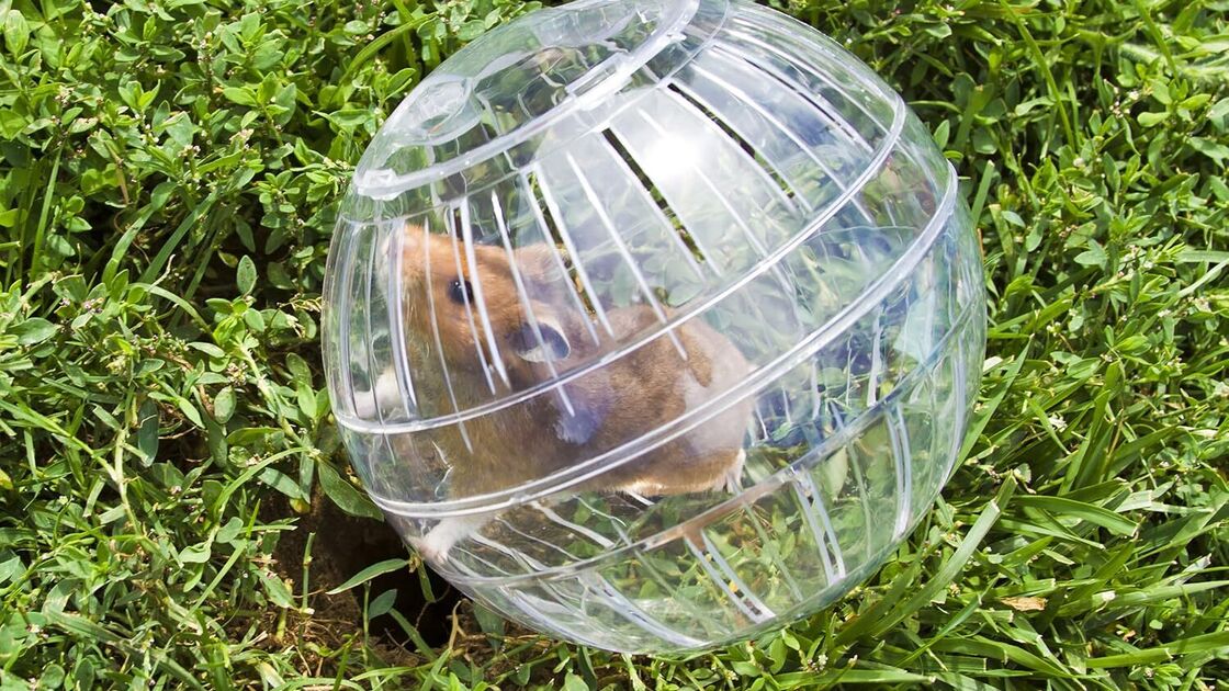 Hamster numa bola, pronto para explorar a relva
