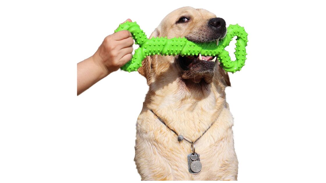 Cão Labrador com um brinquedo verde na boca, e uma mão a segurá-lo
