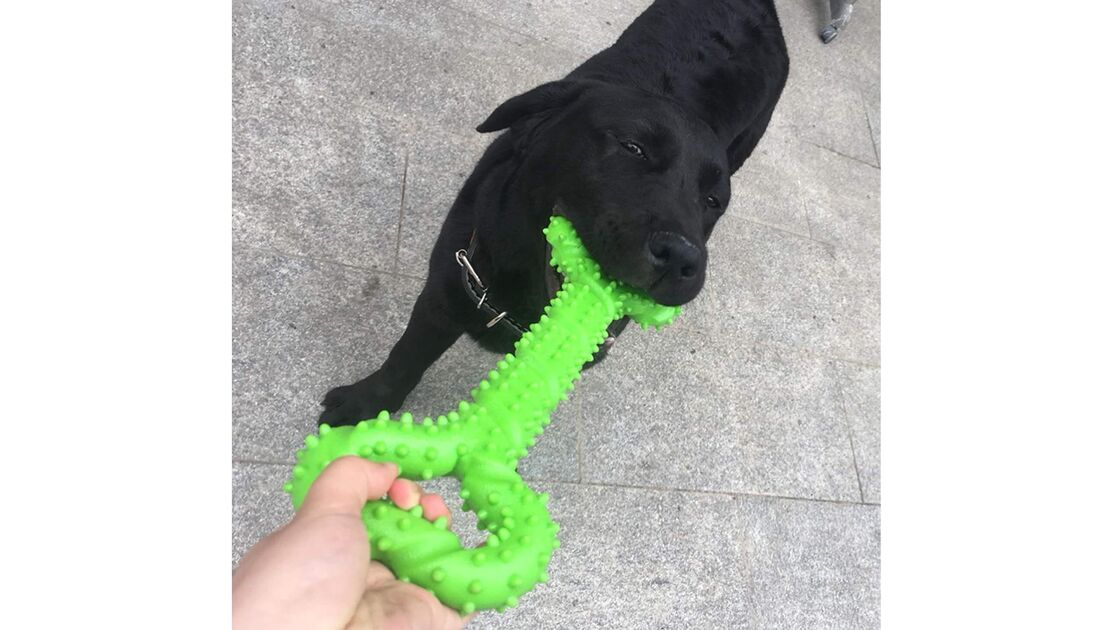 Cão preto a brincar com um brinquedo em forma de osso verde