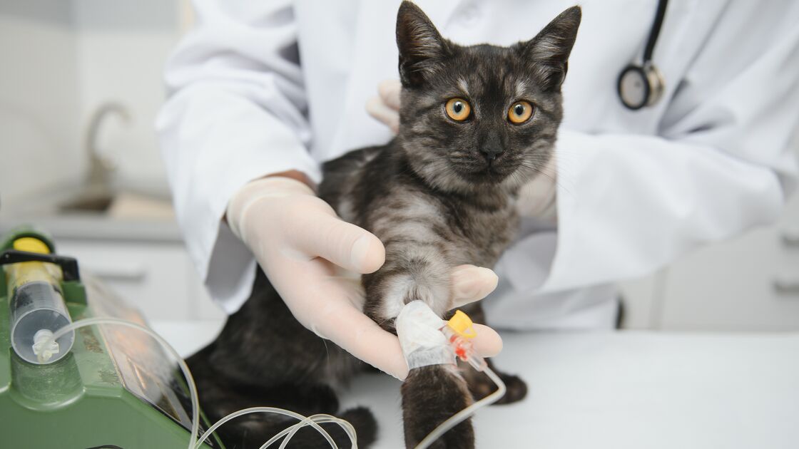 O seu cão ou gato pode salvar uma vida. OneBlood Science Care procura novos dadores de sangue para animais