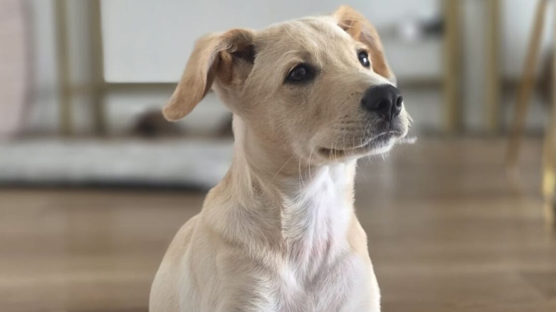 Depois do susto, Dobby está recuperado e à procura de uma nova família
