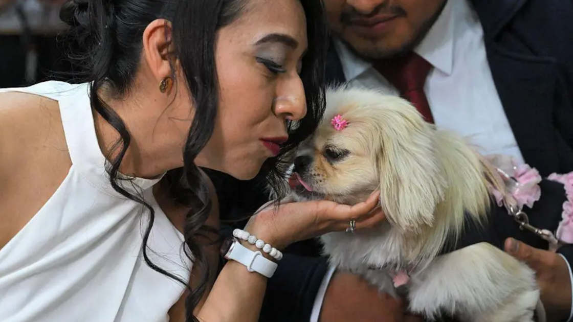 Cães e gatos podem ser testemunhas em casamentos civis no Equador
