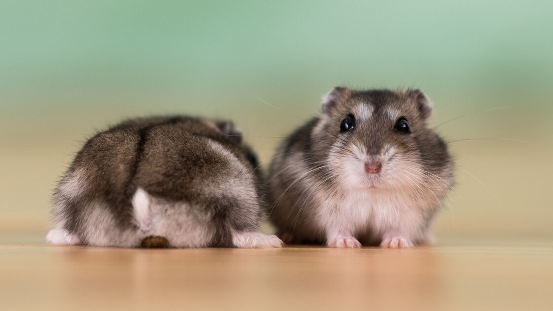 Tem hamsters em casa? Saiba como protegê-los nos dias de maior calor