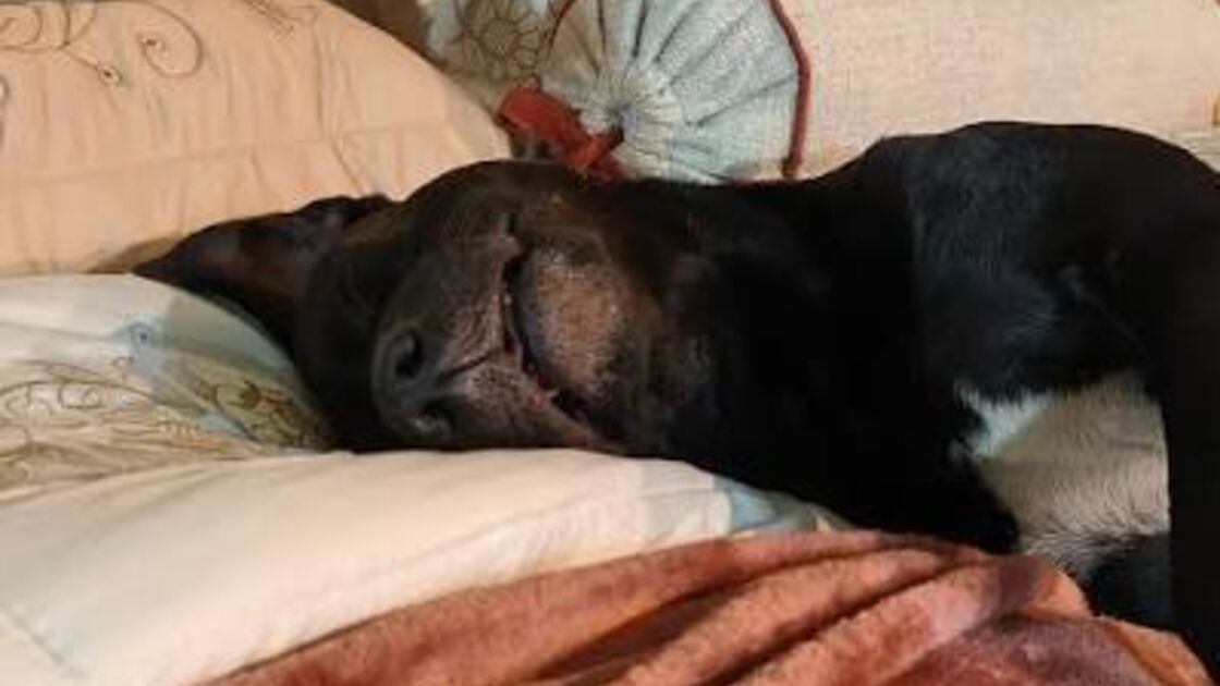 Jumo, um cão de rua, adormeceu numa cama da Feira do Bordado de Ibitinga e encontrou um lar