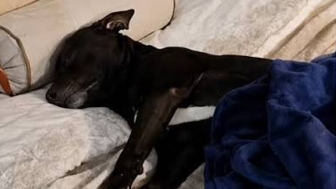 Jumo, cão de rua, dorme numa cama da Feira do Bordado de Ibitinga e encontra um novo lar