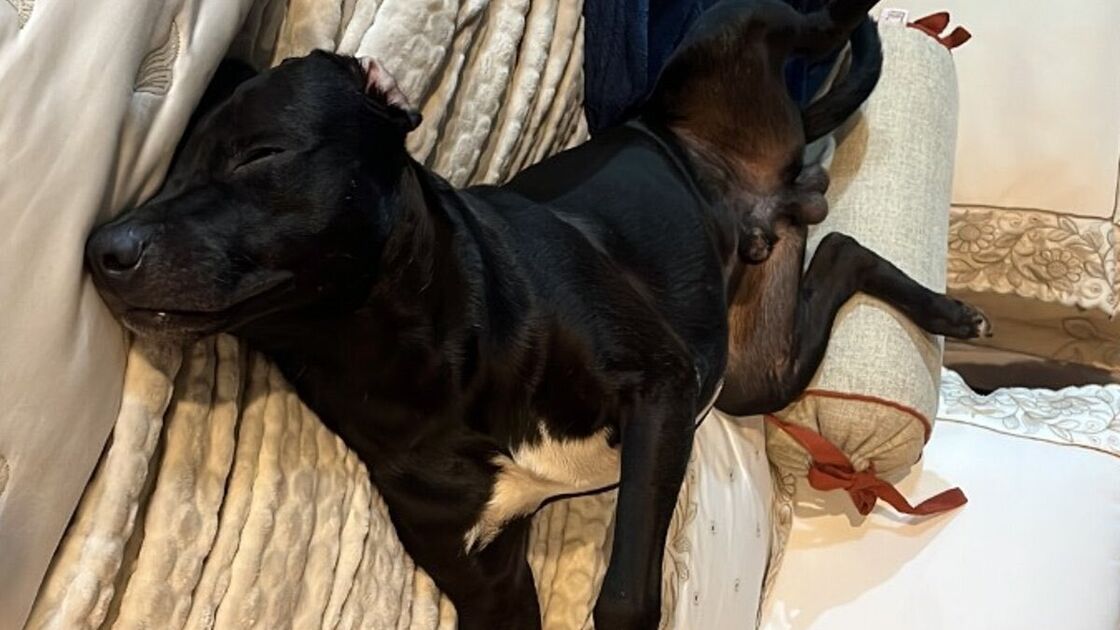 Jumo, um cão de rua, dorme numa cama em Ibitinga, São Paulo