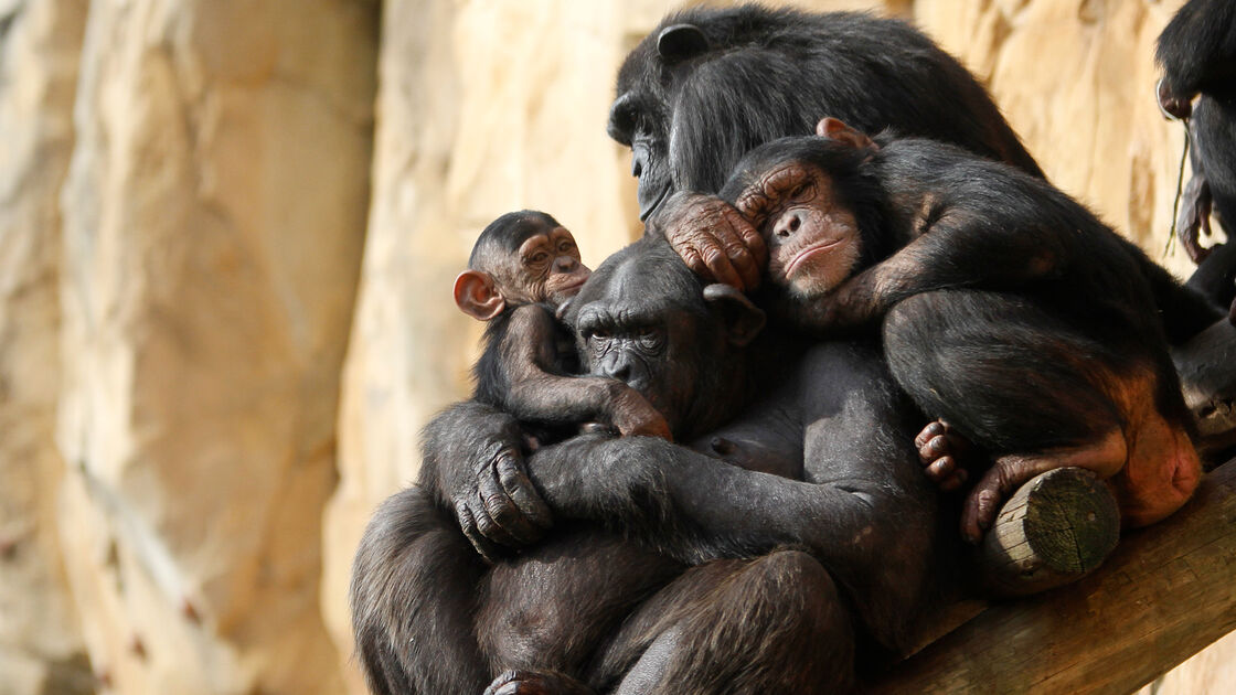 Jardim Zoológico de Lisboa dedica fim-de-semana aos avós com atividades para toda a família