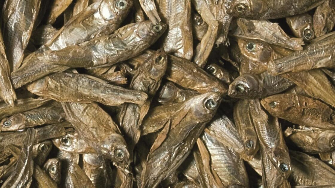 Peixe seco como alimento para répteis e anfíbios
