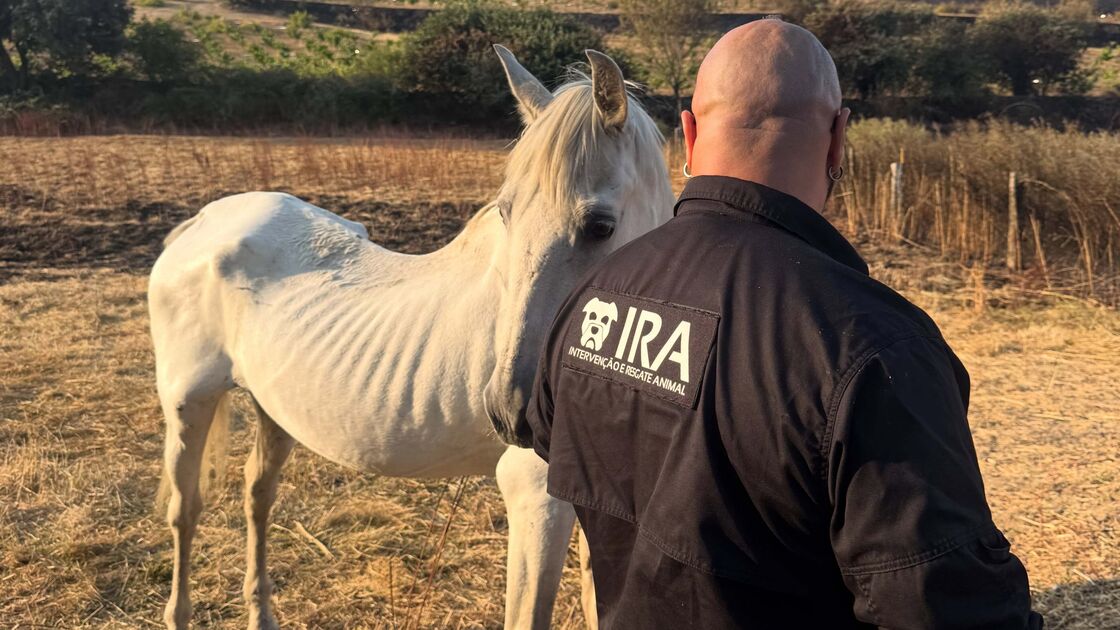IRA junta-se às operações de combate a incêndios em Espanha para retirar animais das áreas em risco