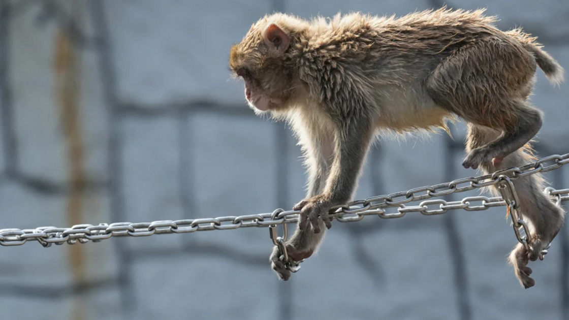 Parabéns, Punch! O macaquinho que conquistou o Mundo celebrou o primeiro aniversário
