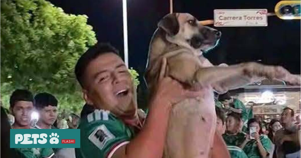 <![CDATA[ Às vezes a internet faz milagres. Cadela desaparecida reaparece nos festejos do Mundial e tutora reconhece-a em vídeo ]]>