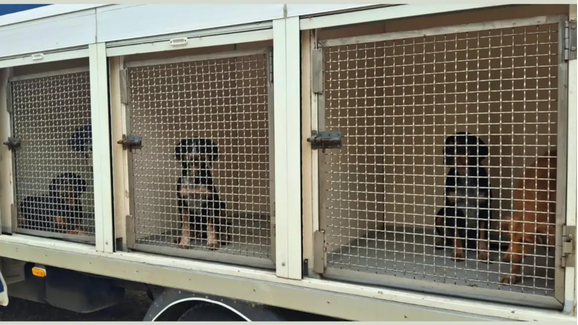 GNR salva 20 cães em situação de perigo e investiga homem por maus-tratos em Loures