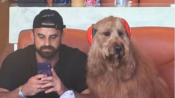 Há um novo ídolo do Mundial! Conheça o Brodie, o cão com headphones que conquistou o Mundial (e já era uma estrela da internet)