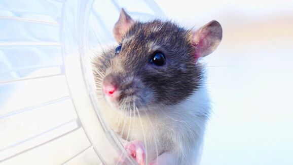 Pequeno no tamanho, grande na energia. Saiba como manter o seu hamster ativo com esta bola