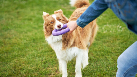 O seu patudo adora roer tudo o que encontra? Talvez ele esteja só a precisar do brinquedo certo