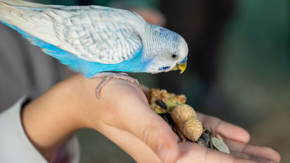 Vai de férias? Não se esqueça de planear as refeições das suas aves