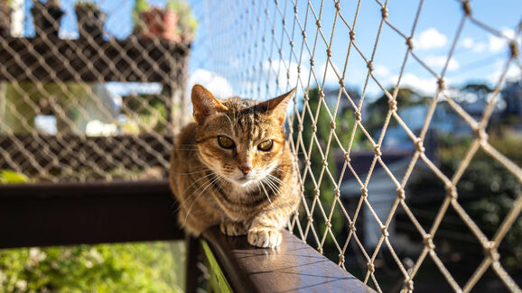 Mantenha os seus gatos em segurança, com esta rede para janelas e varandas