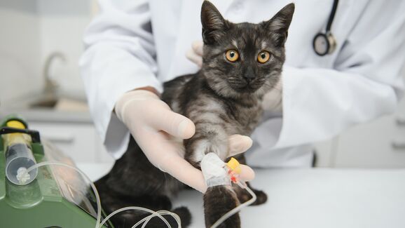 O seu cão ou gato pode salvar uma vida. OneBlood Science Care procura novos dadores de sangue para animais