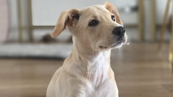 Depois do susto, Dobby está recuperado e à procura de uma nova família