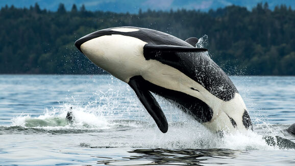 Que visita inesperada! Foram avistadas orcas ao largo de Esposende