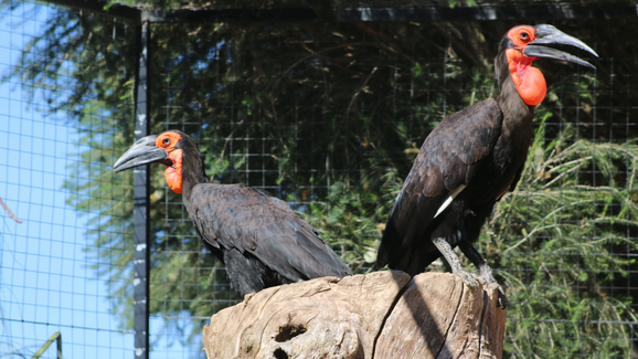 Um nascimento histórico no Algarve. Zoo de Lagos celebra primeira cria de calau-terrestre do País