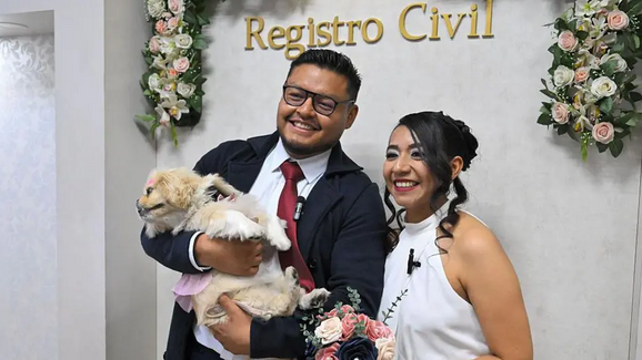 Até que a morte os separe! No Equador, cães e gatos já podem ser 