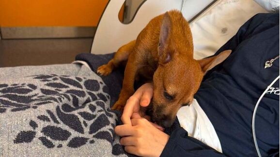 Um abraço com quatro patas. Cães e gatos já podem visitar os tutores internados no Hospital de São João 