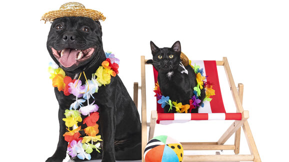 Vai de férias com o seu cão ou gato? Estas são as 6 coisas que não podem faltar