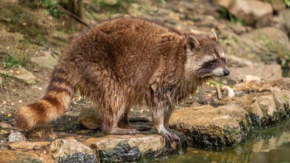 Um resgate insólito no Texas! Homens pensavam que estava a salvar um cão, mas na verdade era... um guaxinim